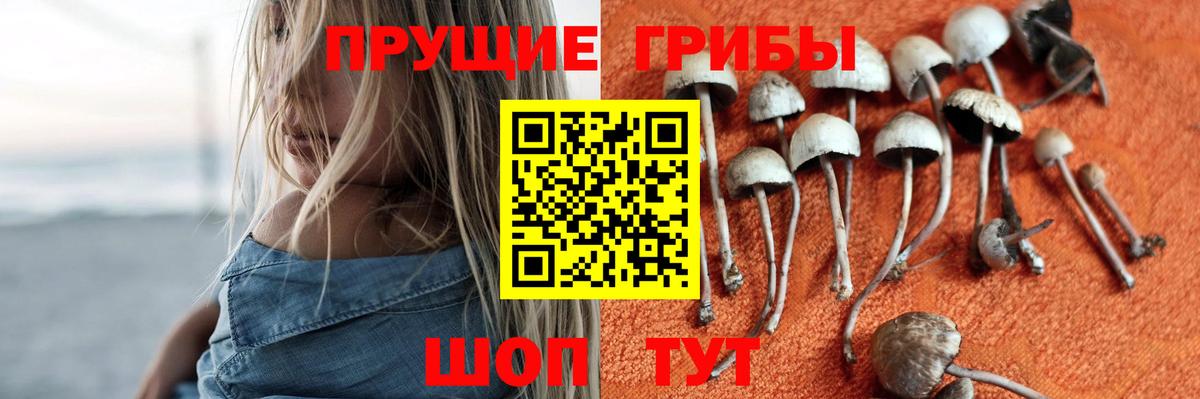 Стрежевой  Галлюциногенные грибы Psilocybe  Вход с VPN 